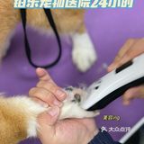 🌈铂乐宠物医院 24小时 |超有爱💘