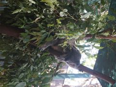 Currumbin&nbsp;Wildlife&nbsp;Sanctuary-可伦宾野生动物保护区