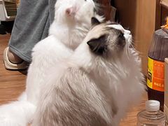 -瑞派康怡24h宠物医院·犬猫医疗中心·微创绝育(瑞景分院)