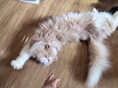 -滚猫咖啡·猫咖·猫友好撸猫(未来城店)