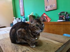 -李小姐の猫咖啡馆(五角场店)