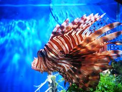 -太平洋海底世界