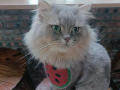 -豆逗聊愈猫阁Easy Life