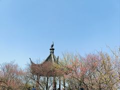 -香雪海