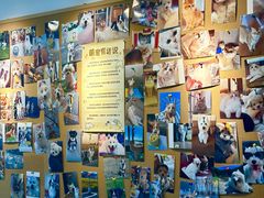 -翊宠yipet猫狗购宠庄园犬舍•猫舍