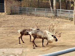 -大连森林动物园