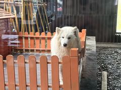 -上海崇明金茂凯悦酒店