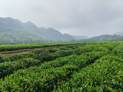 -中国茶叶博物馆(双峰馆区)