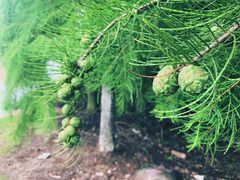 -上海海湾国家森林公园