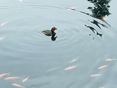 -深圳龙潭公园