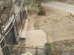 -深圳野生动物园
