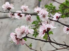 -文瀛公园