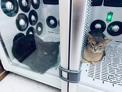 -FAELING PETS美天灵宠物(富力广场店)