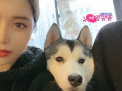 -Husky Go! 哈士奇体验馆·宠物咖啡厅狗咖