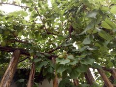 -叠溪松坪沟景区