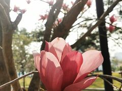 -洲头咀公园
