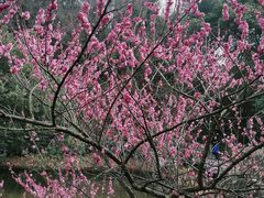 -杭州半山国家森林公园