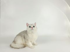 -comecome来吧宠物(奥克斯中心店)