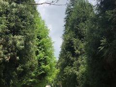 -武陵山森林公园