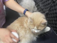 -PETKIT小佩宠物·低压洗护(国顺东路店)