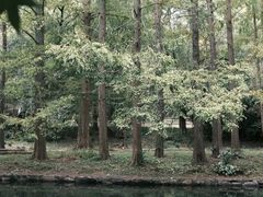 -上海共青森林公园