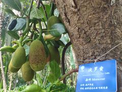 -中国科学院西双版纳热带植物园