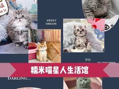 -糯米喵星人总部直营旗舰店·猫舍·幼猫出售