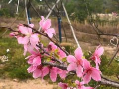 -天适樱花悠乐园