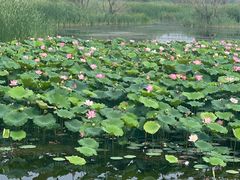 -野鸭湖国家湿地公园