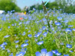 -上海滨江森林公园