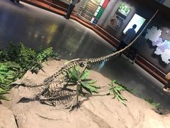 -自贡恐龙博物馆