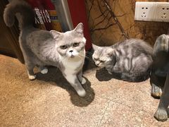 -more than meow吴止猫主题餐厅(承德 中船汇店)