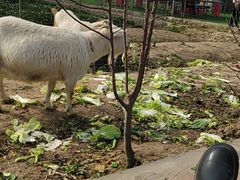 -小鱼草莓采摘园农家乐·小鱼餐厅