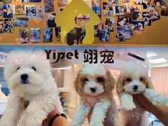 -翊宠yipet猫狗购宠庄园犬舍•猫舍