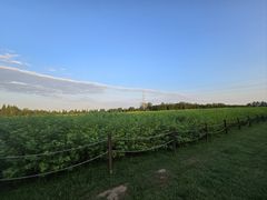 -汉长安城未央宫国家考古遗址公园