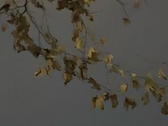 -龙头寺公园