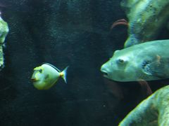 -悉尼海洋生物水族馆