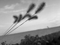 -上海滨江森林公园