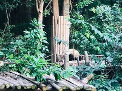 景点-成都大熊猫繁育研究基地