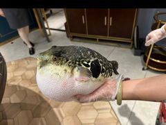 -鲐赏河豚(长寿店)