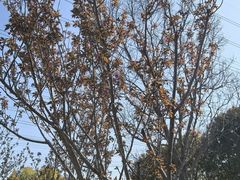 -九科绿洲
