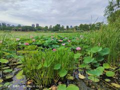 -澹台湖公园