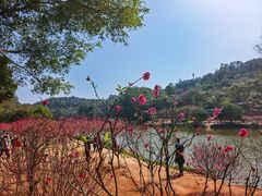 -南国桃园旅游度假区