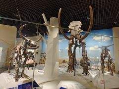 -国家自然博物馆