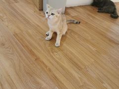 -COLOR PETS 撸猫馆·购猫·猫咖(长风大悦城店)