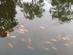 -西湖外事游船(花港观鱼码头)