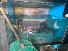 -全乐鱼馆·淳牌有机鱼直营店