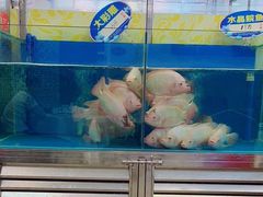 水产区-清新鸡沙田乳鸽店(金融店)