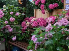 -上海滨江森林公园