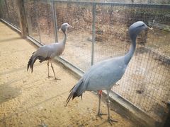 -盐城丹顶鹤湿地生态旅游区